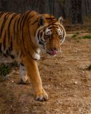 _MG_1072khan 8x10 copy.jpg