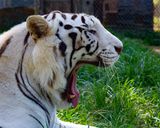 _MG_0395 8x10gbem.jpg