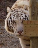 _MG_4076a 8x10v2gbem.jpg