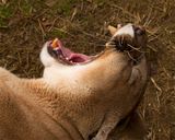 _MG_4020a 8x10dak.jpg