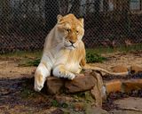 _MG_3775oz8x10 copy.jpg