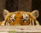 _MG_7900a 8x10am.jpg