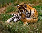_MG_7732 tor8x10.jpg