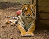 _MG_5723a 8x10pride.jpg