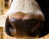 _MG_3868a 8x10bo.jpg