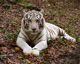 _MG_3241a 8x10gbem.jpg