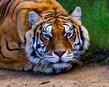 _MG_0866ame 8x10.jpg
