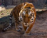 _MG_3387a 8x10tow.jpg