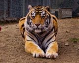 _MG_3945a 8x10ind.jpg