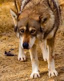 _MG_4131a 8x10frey.jpg
