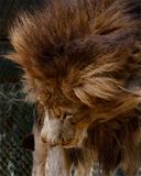 _MG_6259fur8x10 copy.jpg