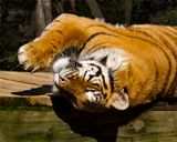_MG_0829a 8x10am.jpg