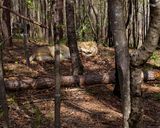 _MG_0759a 8x10kaw .jpg