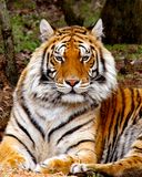 _MG_1118a 8x10am.jpg