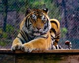 _MG_6466a 8x10ind.jpg
