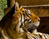 _MG_0326a 8x10am.jpg