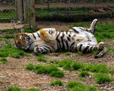 _MG_6178a 8x10am.jpg