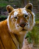 _MG_0596 8x10rav.jpg