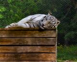 _MG_0106 8x10gbem.jpg