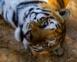 _MG_3372a 8x10tsu.jpg