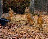 _MG_3581a 8x10cavies.jpg