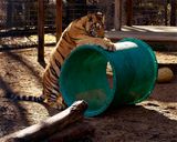 _MG_6446a 8x10kind.jpg