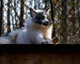 _MG_9611 8x10ollie.jpg