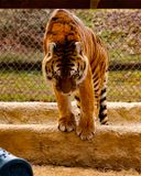 _MG_9506shug 8x10 copy.jpg