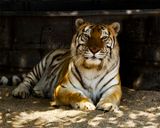 _MG_9077a 8x10kat.jpg