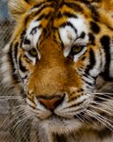 _MG_7585a 8x10ayl.jpg