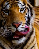 _MG_7336_8x10tor.jpg