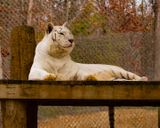 _MG_9028a 8x19aur.jpg