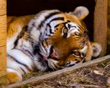 _MG_9623 8x10sid.jpg