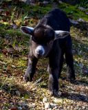 _MG_8597 8x10baby goat.jpg
