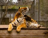 _MG_8165a 8x10am.jpg