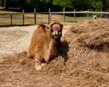 _MG_5229a 8x10toot.jpg