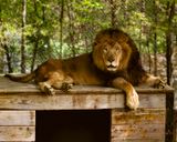 _MG_5125a 8x10fur.jpg