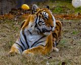 _MG_5607 8x10ame.jpg