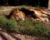 _MG_8529 8x10fur.jpg