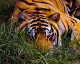 _MG_6500a 8x10ind.jpg