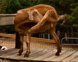 _MG_6944a 8x10el.jpg