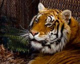 _MG_6885a 8x10am.jpg