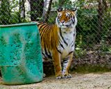 _MG_1034a 8x10am.jpg