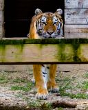 _MG_2278a 8x10cal.jpg