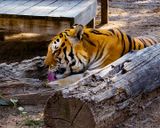 _MG_2370a 8x10tsu.jpg