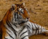 _MG_2756 8x10ayl.jpg