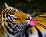 _MG_5947a 8x10ind.jpg