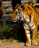 _MG_0109 8x10khan.jpg