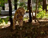 _MG_5302a 8x10ind.jpg