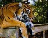 _MG_5328a 8x10am.jpg